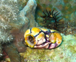 Kapalai house reef, Kapalai Borneo Malaysia 2008.  Canon ... by Vince Mitchell 